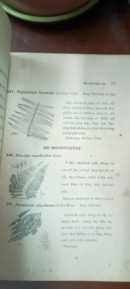 CÂY CỎ MIỀN NAM VIỆT NAM