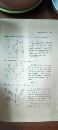 CÂY CỎ MIỀN NAM VIỆT NAM