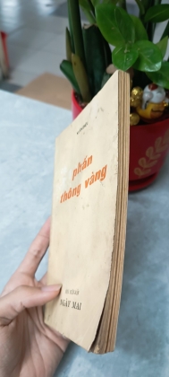 PHẤN THÔNG VÀNG 