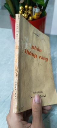 PHẤN THÔNG VÀNG 